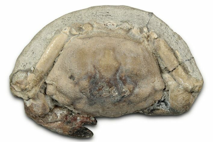 Eocene Fossil Crab (Pulalius) - Washington State #345532